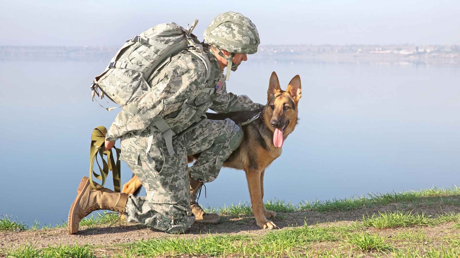17 Races De Chiens Les Plus Effrayantes Avec Une R putation F roce