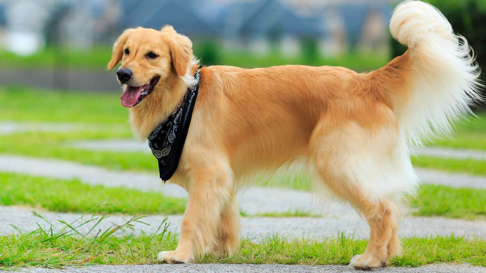 14 Races De Chiens D assistance Les Plus Populaires 14 Races De Chiens D assistance Les Plus Populaires
