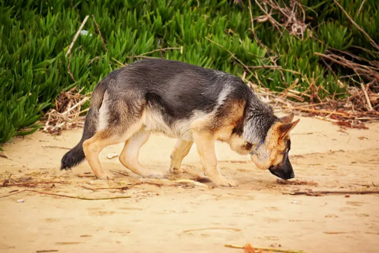 comment garder un chien dans la cour sans clôture