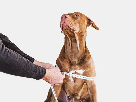 comment mesurer un chien pour un collier