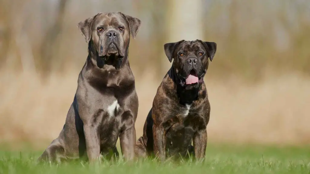 Dogs Similar to Cane Corso