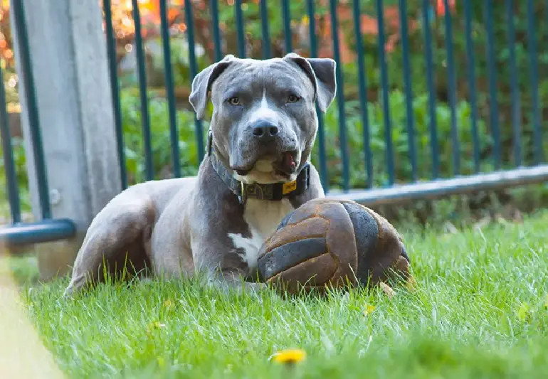 pitbull bleu