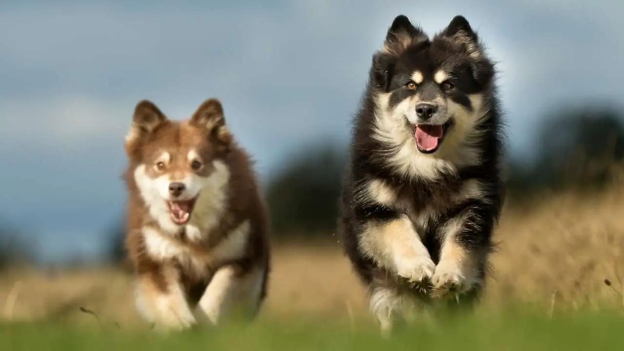 Chien finlandais de Laponie