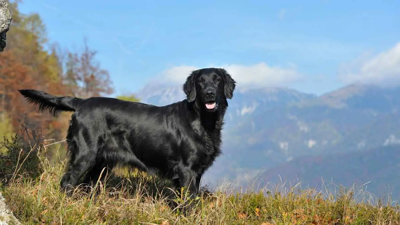 Retriever à poil plat