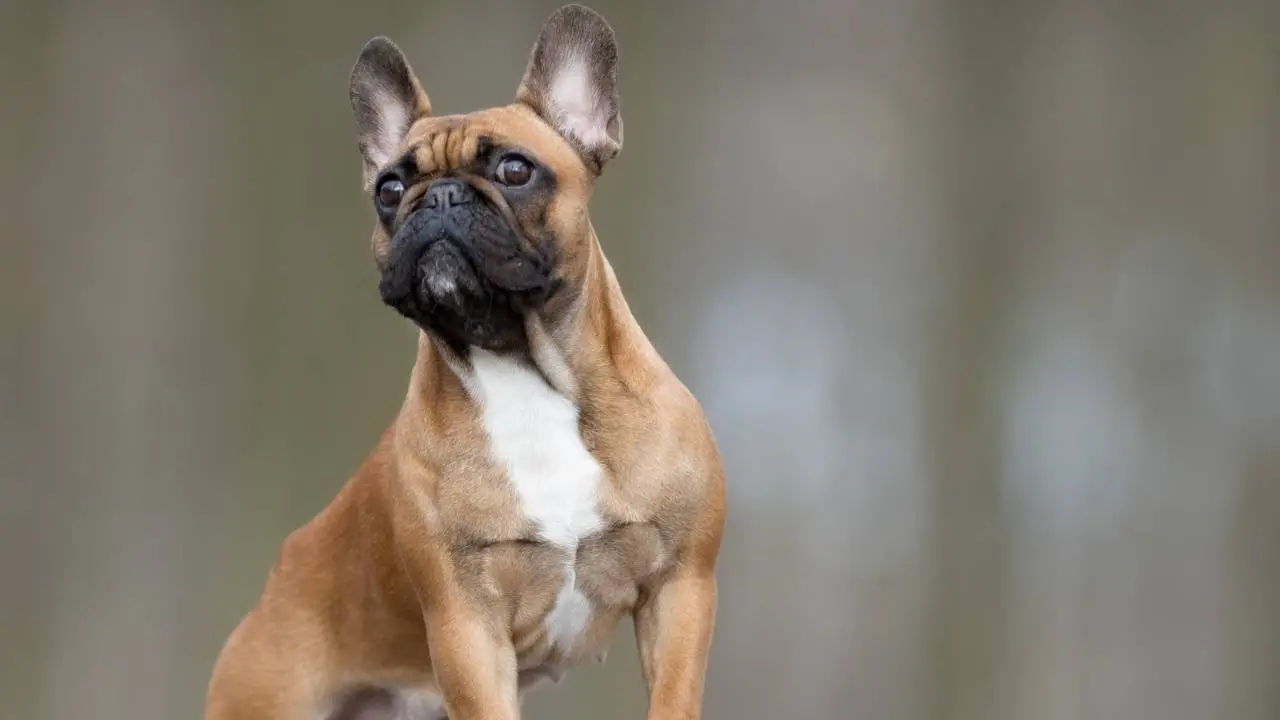 Bouledogue français