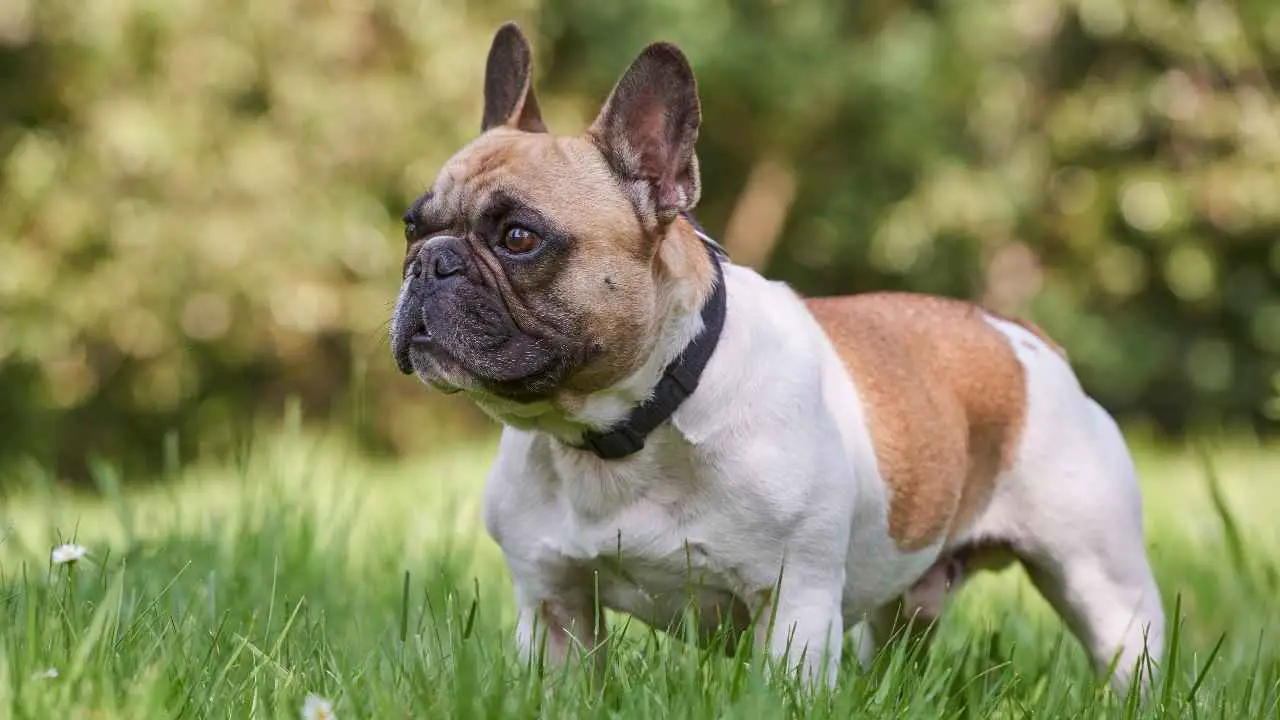 Bouledogue français