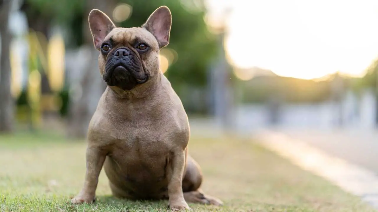 Bouledogue français