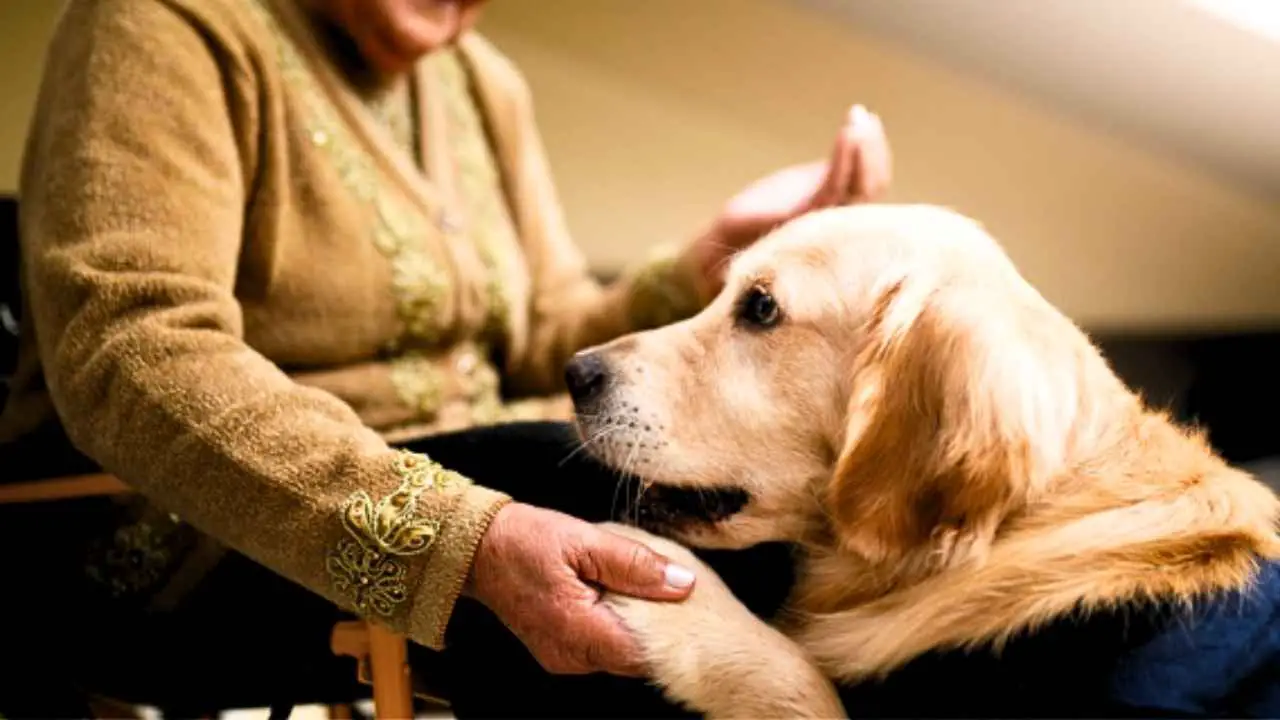 Chiens de thérapie