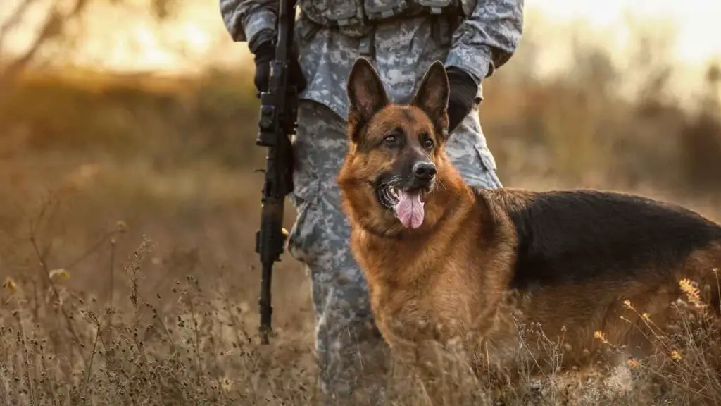 Chiens de travail militaires