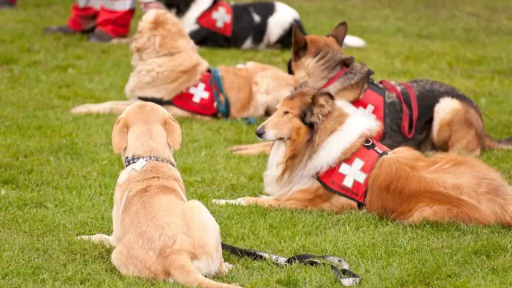 Chiens de recherche et de sauvetage