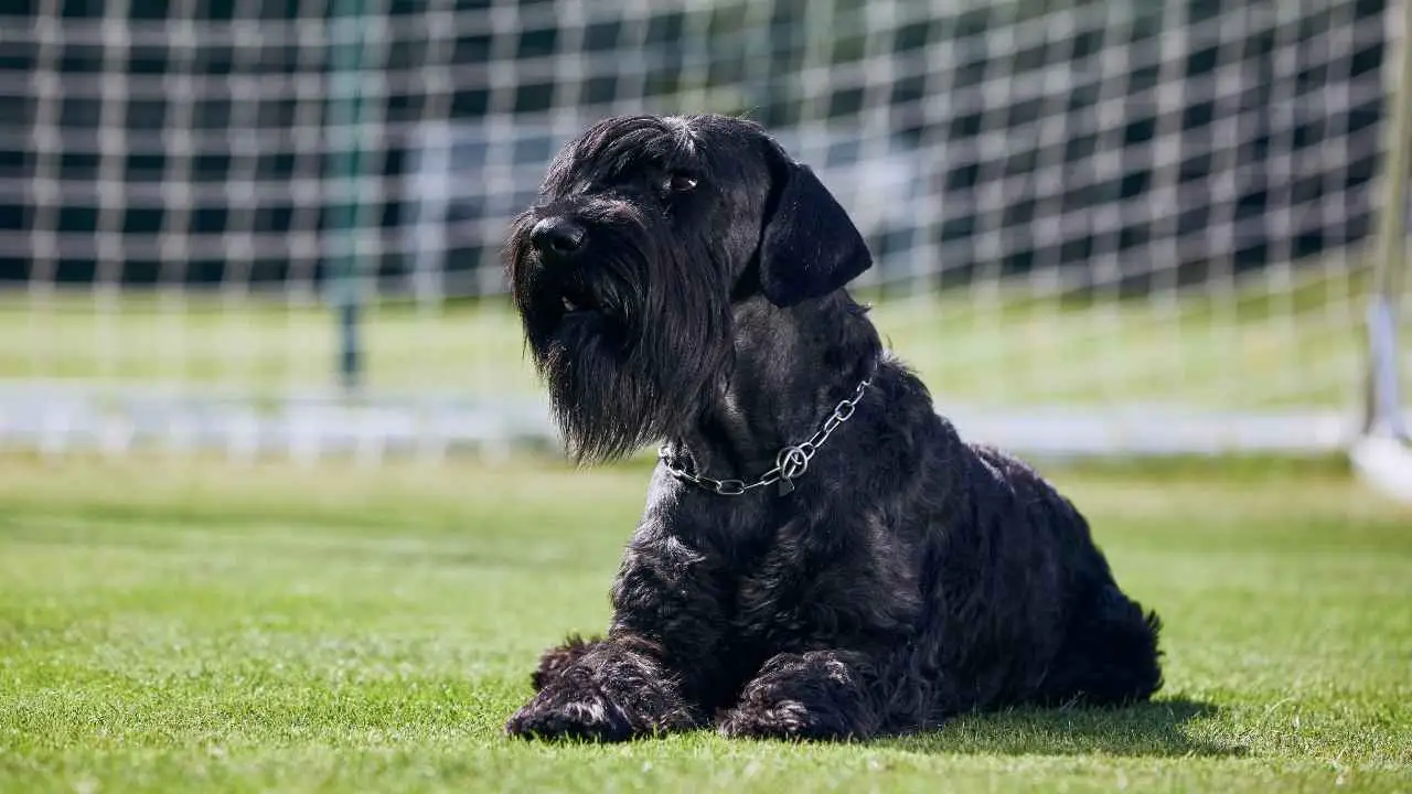 Schnauzer géant