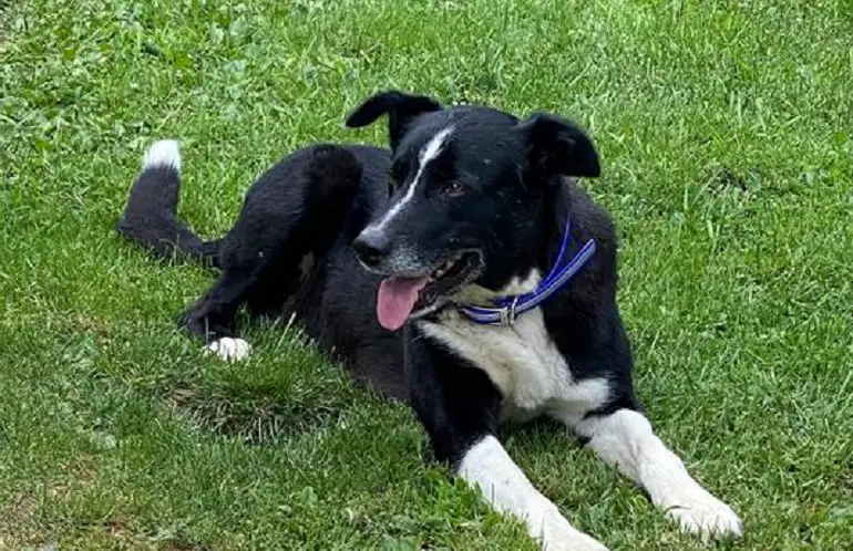 grands colliers réfléchissants pour chiens