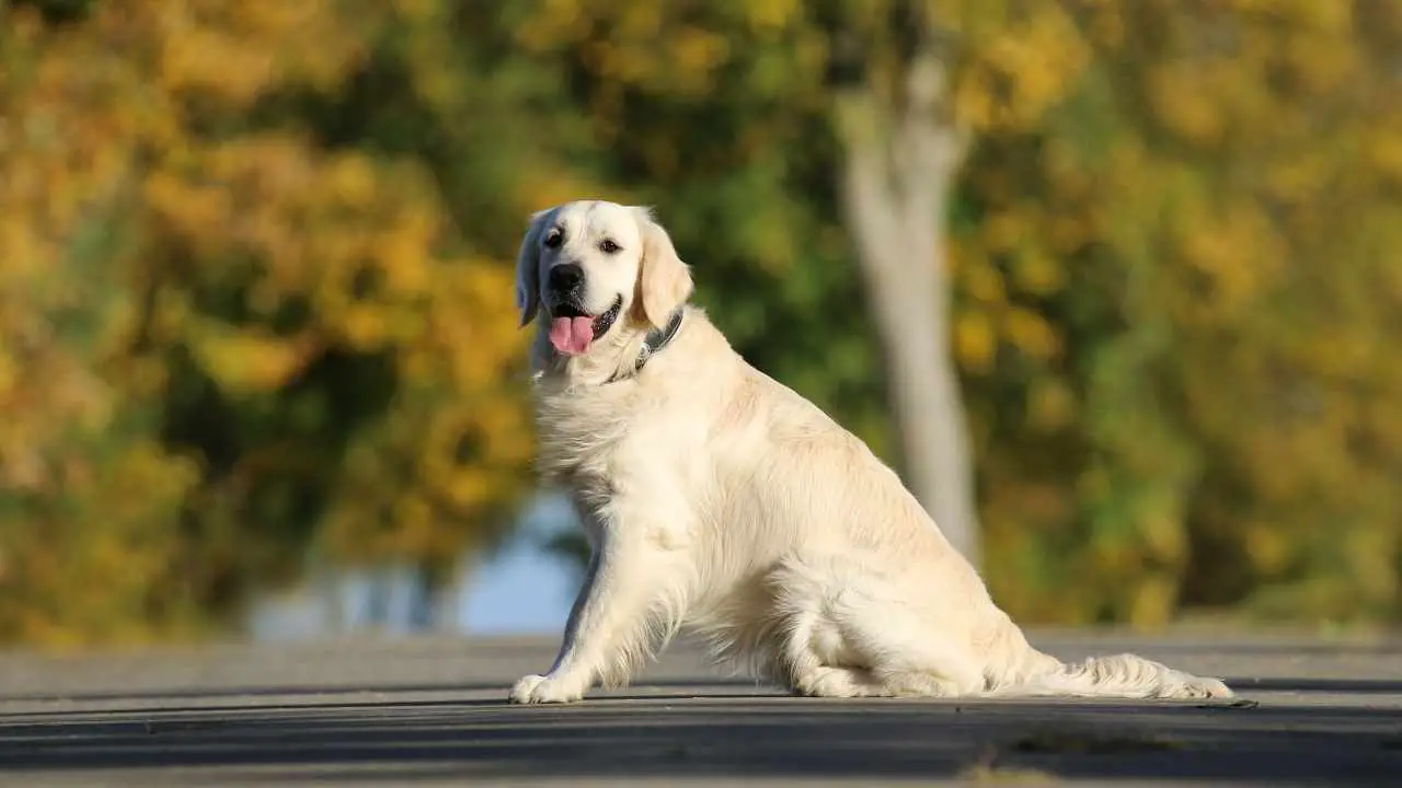 Golden Retriever