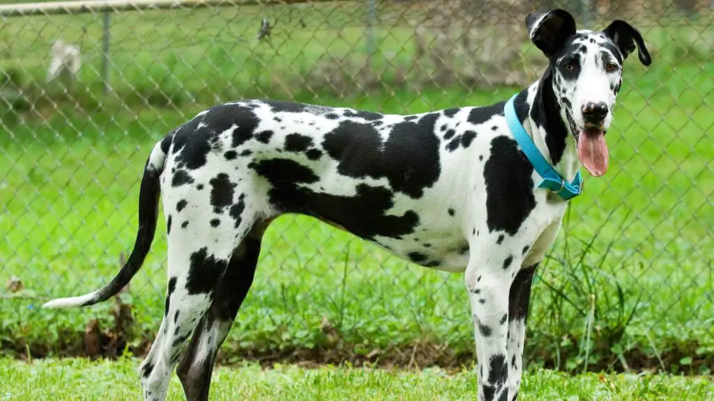 Great Dane Cross Breeds