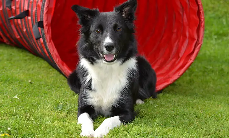 pourquoi mon chien gémit tout le temps