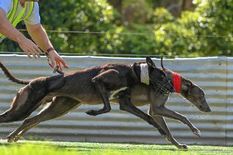 courses de chiens de lévriers 