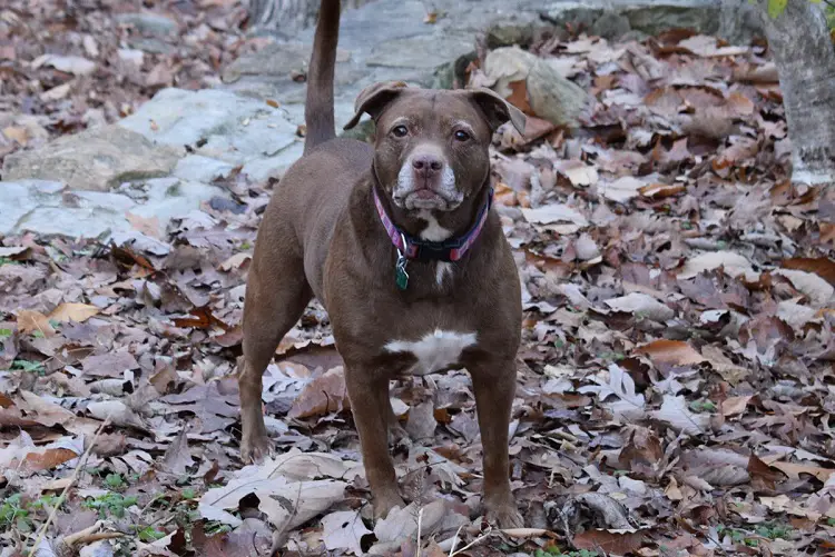 pitbull nez bleu