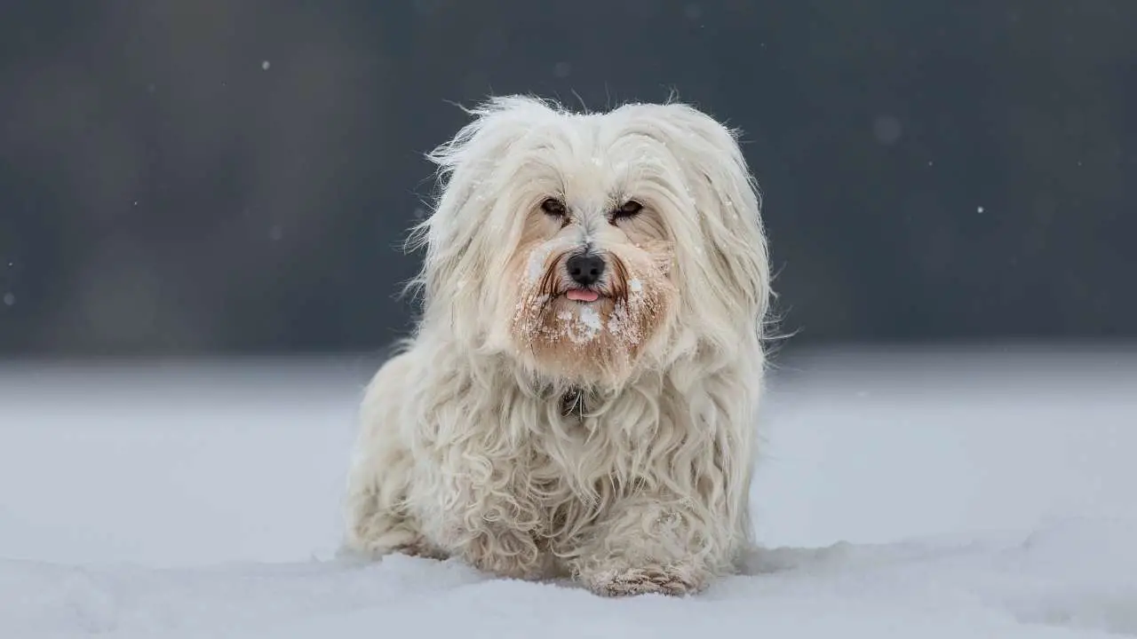 Bichon Havanais