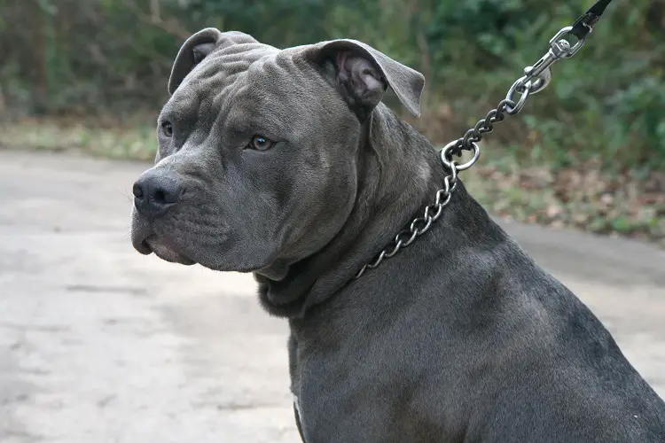 pitbull chiot bleu