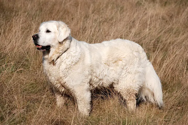 chien des Pyrénées