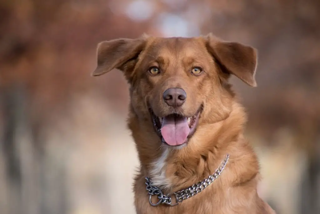 Comment placer correctement un collier à griffes sur un chien