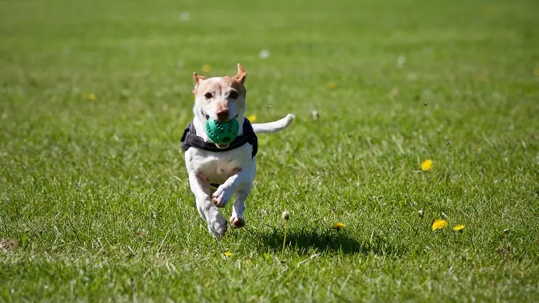 How To Keep Dog in Yard Without Fence