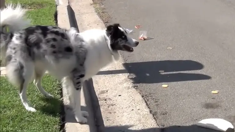 comment garder un chien dans la cour sans clôture