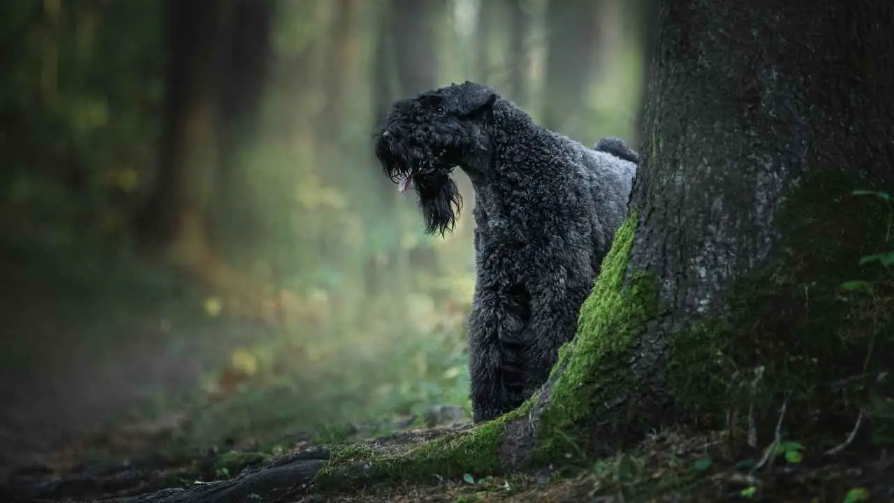 Kerry Terrier bleu