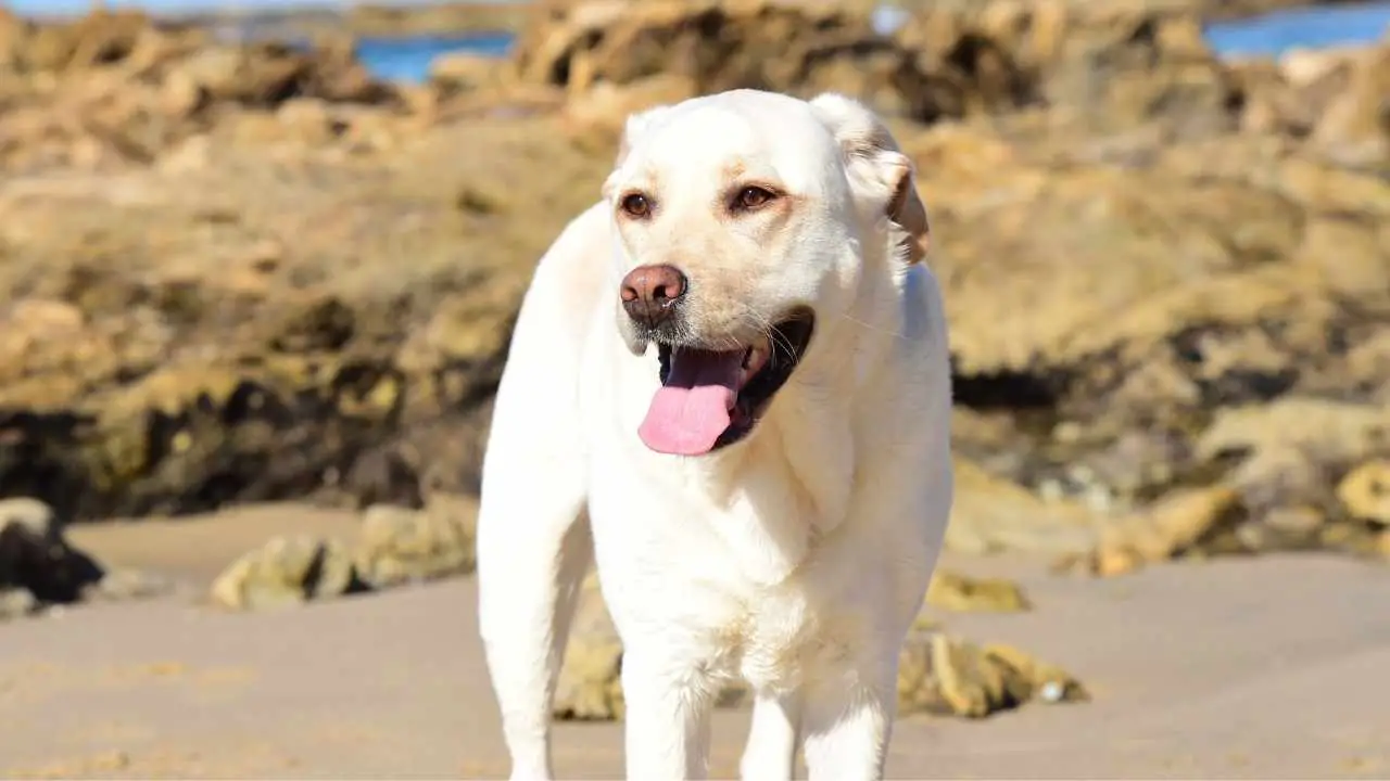 Labrador Retriever