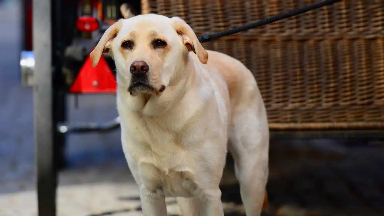 Labrador Retriever