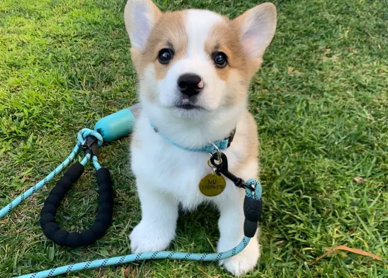 collier pour chien haute visibilité