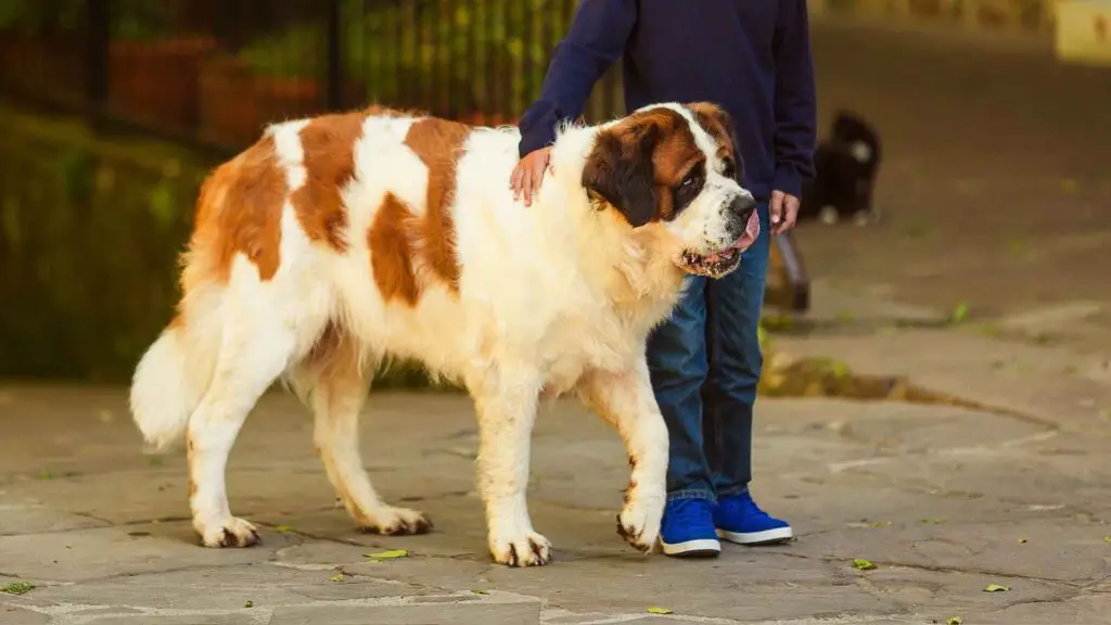 Large Dog Breeds for Families