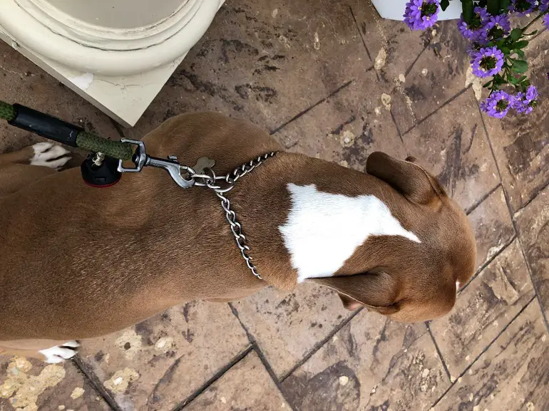 comment mettre un collier étrangleur pour chien