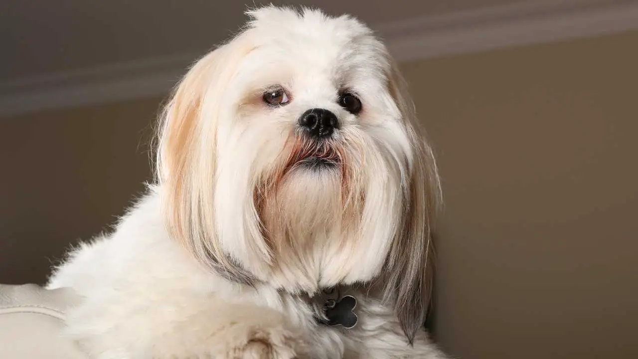 Lhassa Apso