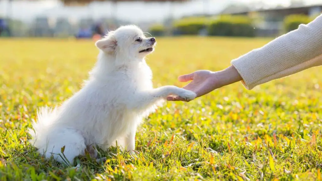 Loyal Small Dog Breeds for Families