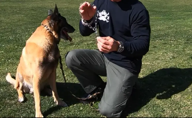 comment mettre un collier étrangleur pour chien