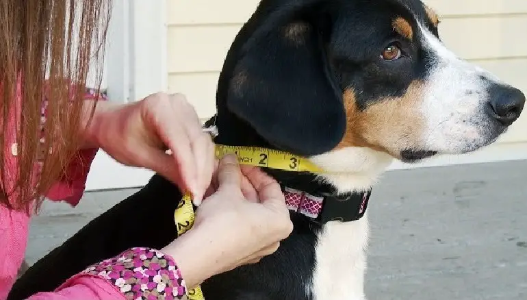 comment mesurer un collier de chien