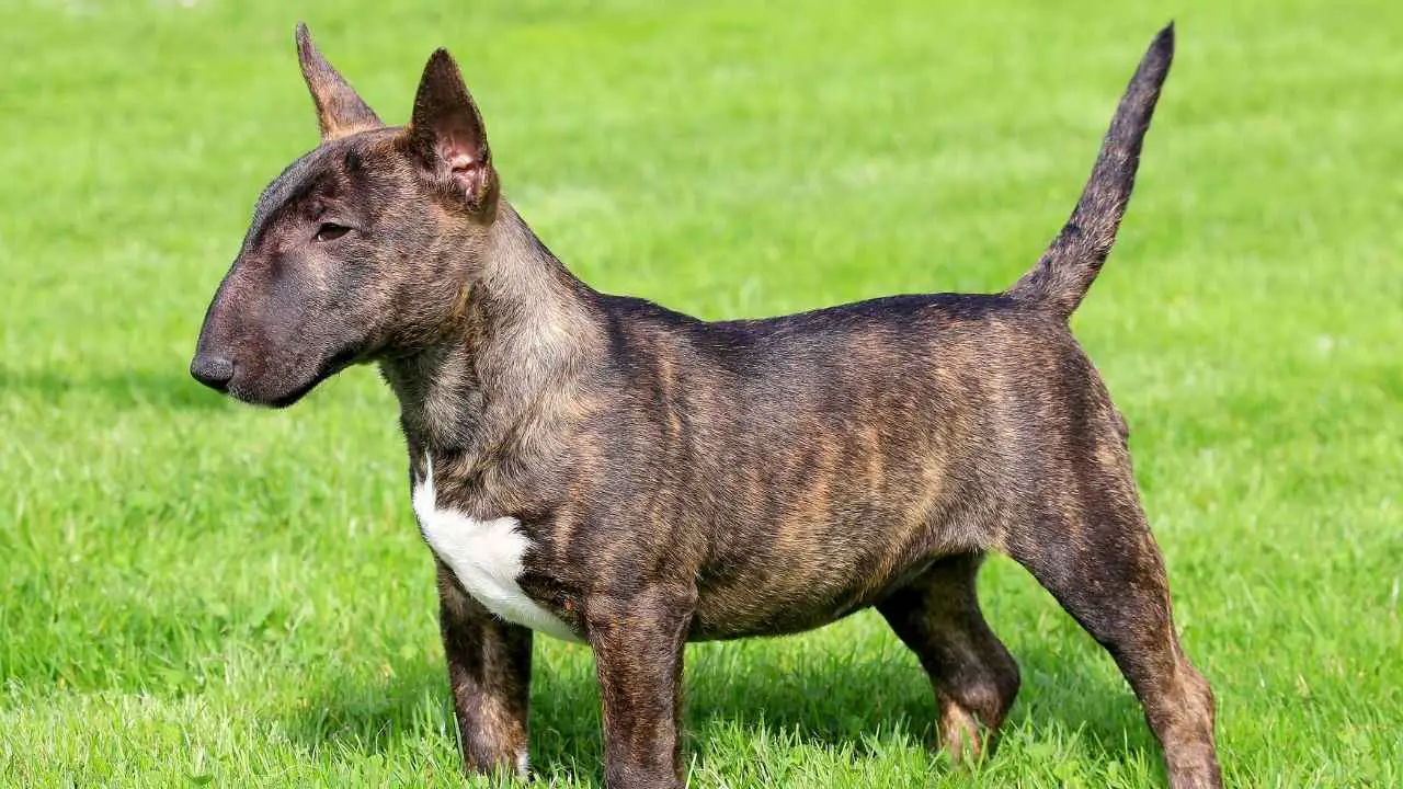 Bull Terrier miniature