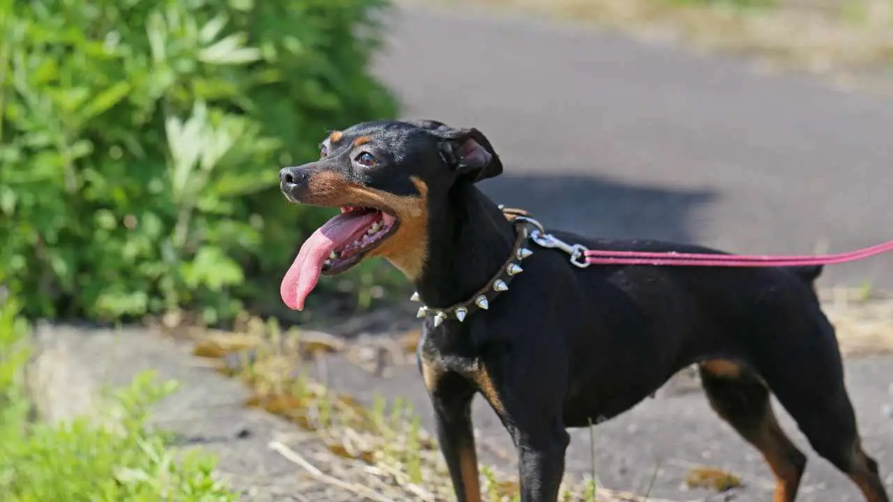 Pinscher nain