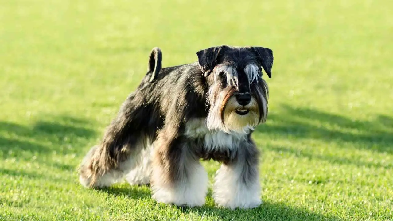 Schnauzer nain