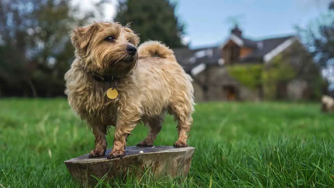 Terrier de Norfolk