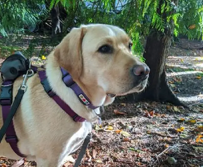 meilleur collier de chien réfléchissant