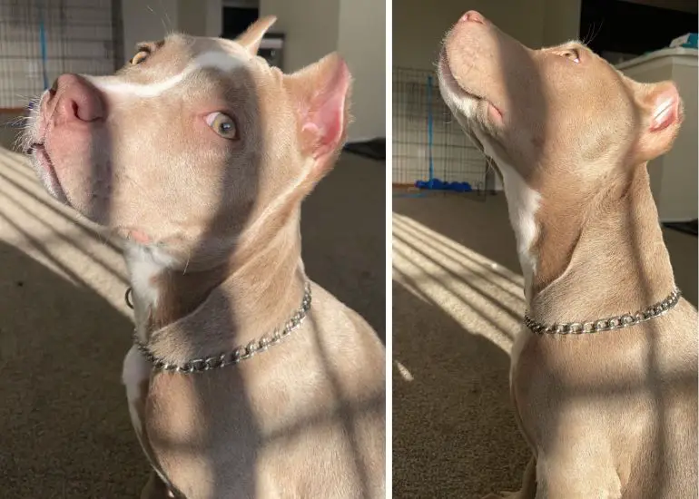 comment mettre un collier ras du cou à un chien