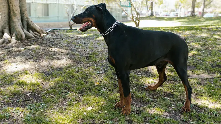 santé du dobermann
