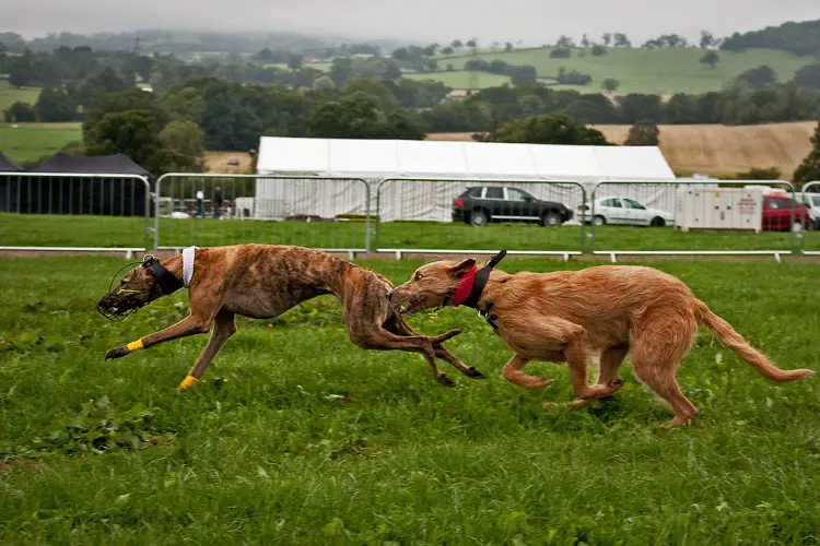 chiens de course