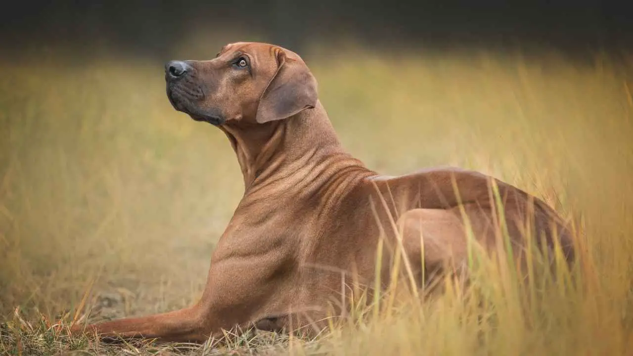 Rhodesian Ridgeback