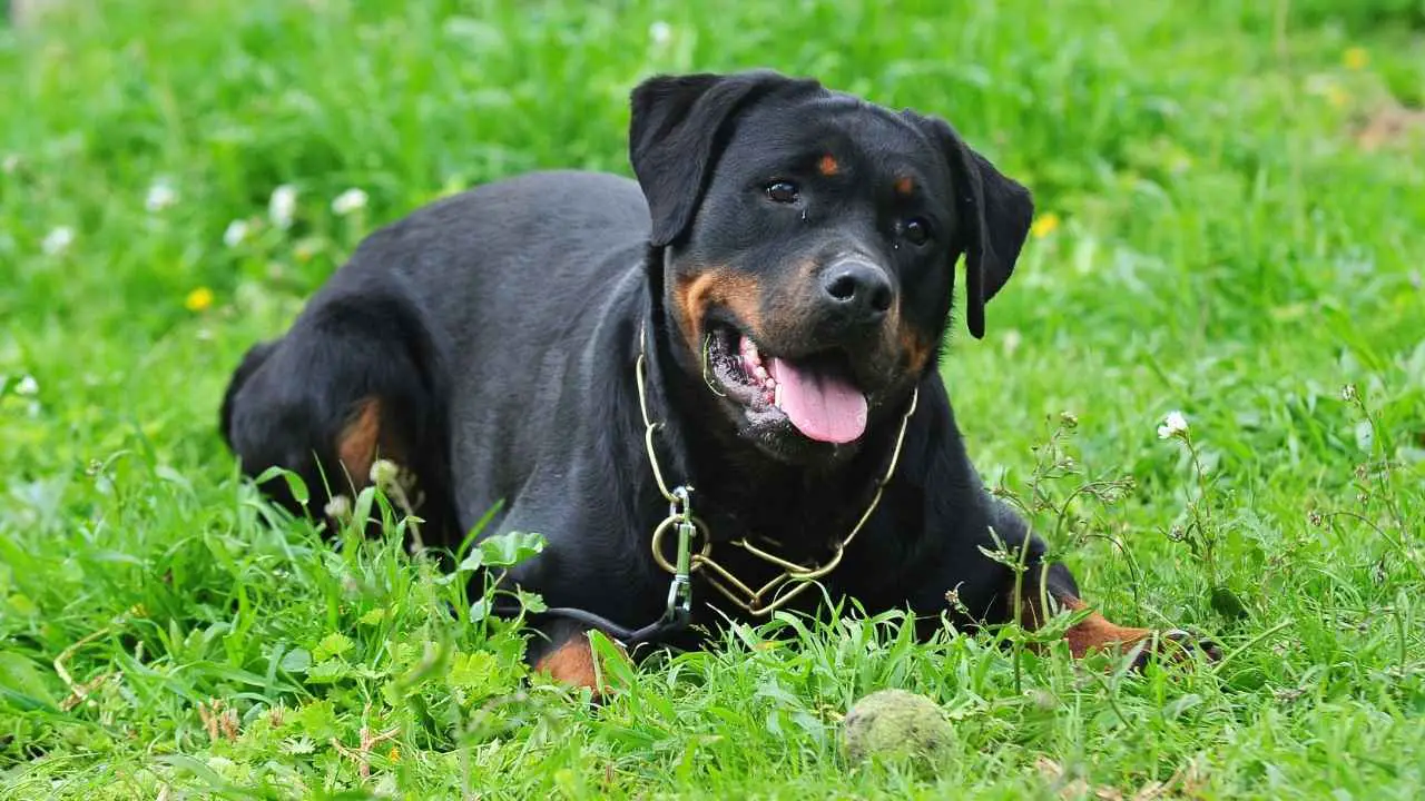 Rottweiler