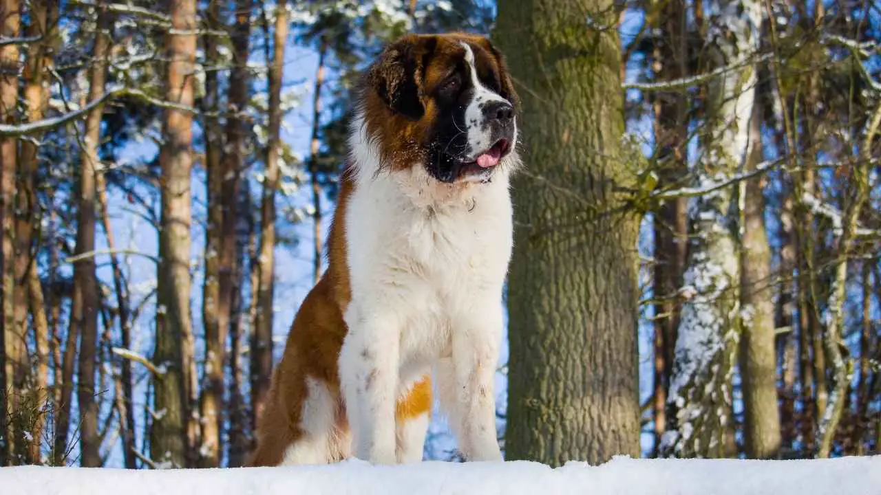 Saint-Bernard