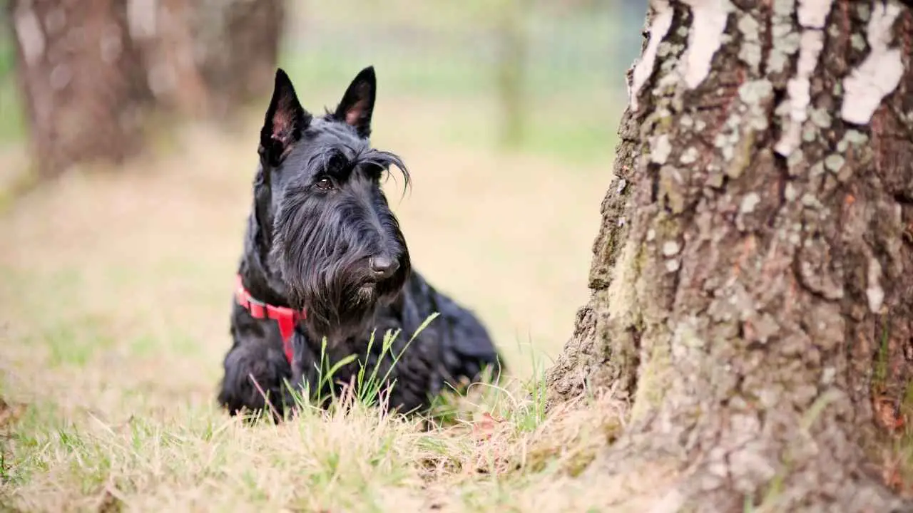 Terrier écossais