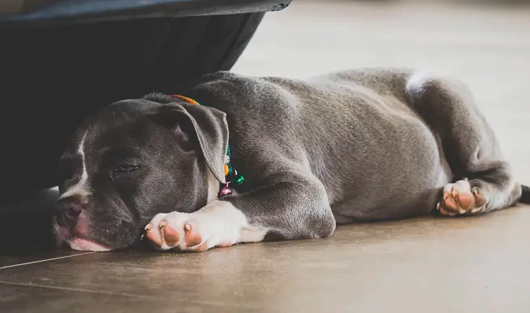 chiots pitbull à nez bleu